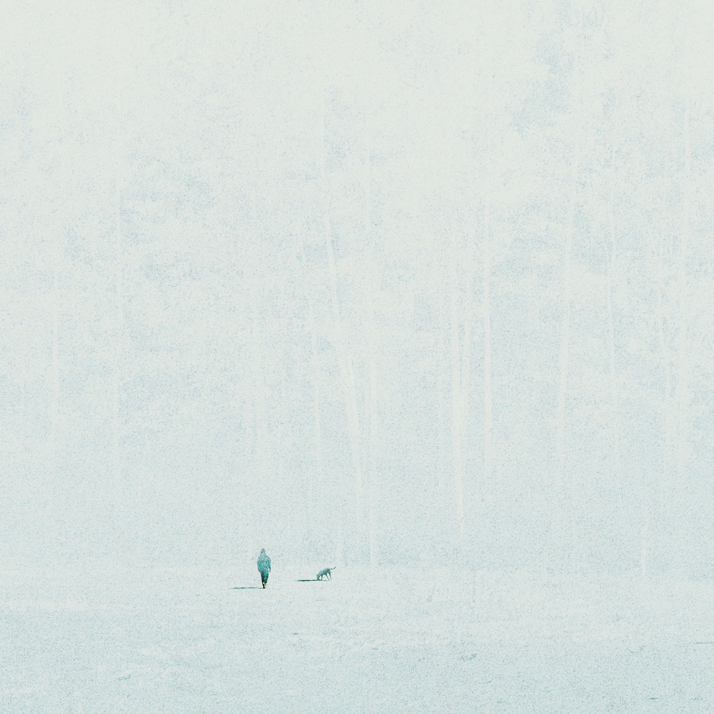 Invitation From The Forest