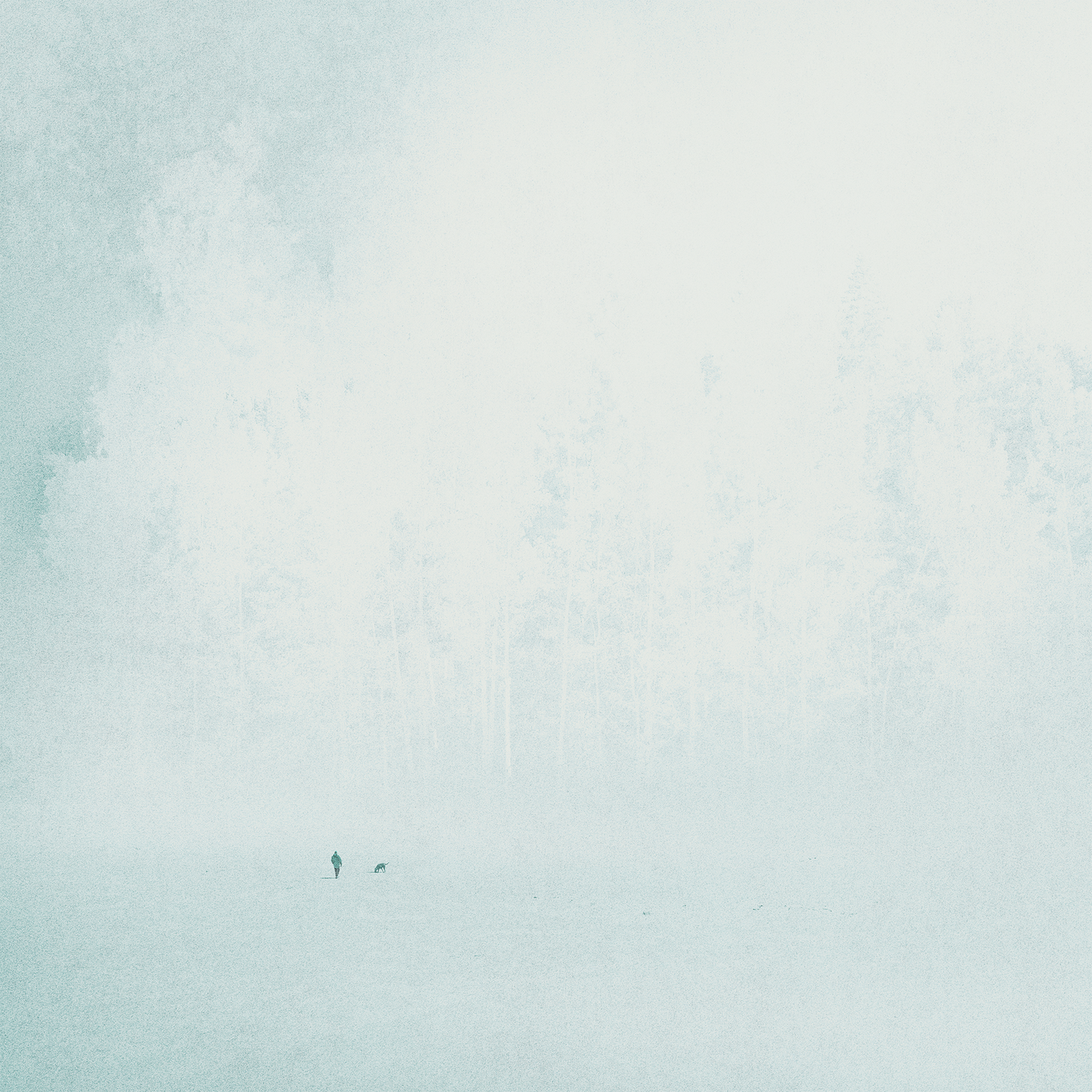 Invitation From The Forest